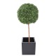 BOXWOOD BALL STEM NEW REGULAR UV