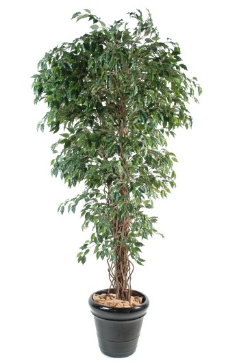 FICUS LIANES PF