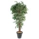 FICUS LIANES PF