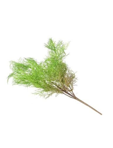 ASPARAGUS FIN PIQUET