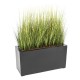 ONION GRASS EN JARDINIERE