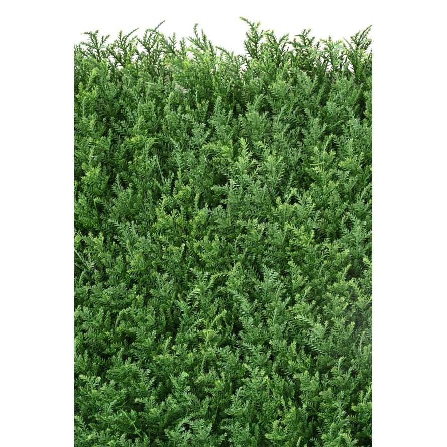 CYPRESS GREEN WALL NEW 50*50