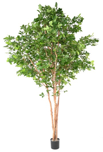 HETRE GRANDIFOLIA TREE 350