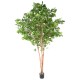 HETRE GRANDIFOLIA TREE 350