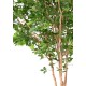 HETRE GRANDIFOLIA TREE 350