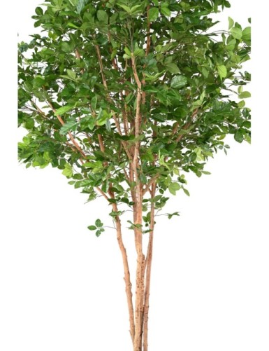 HETRE GRANDIFOLIA TREE 350