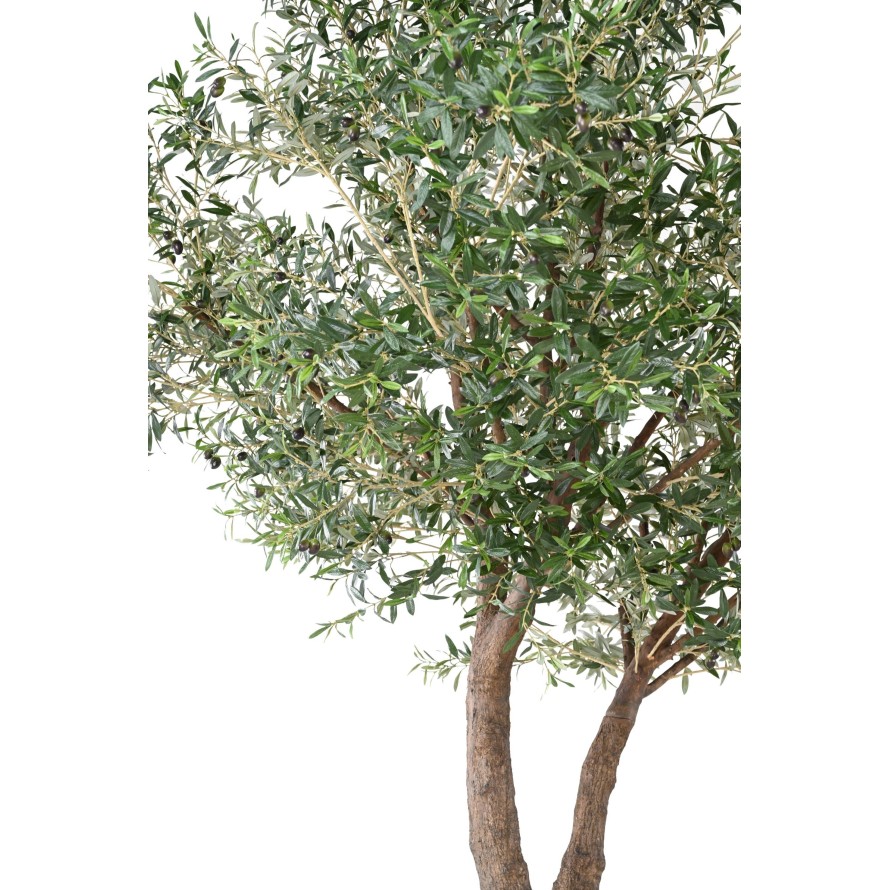 OLIVE TREE GIANT HEAD 2T 350