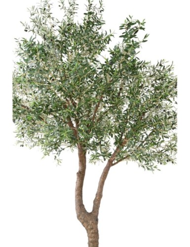 OLIVE TREE GIANT HEAD 2T 350