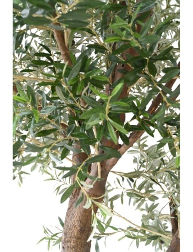 OLIVE TREE GIANT HEAD 2T 350