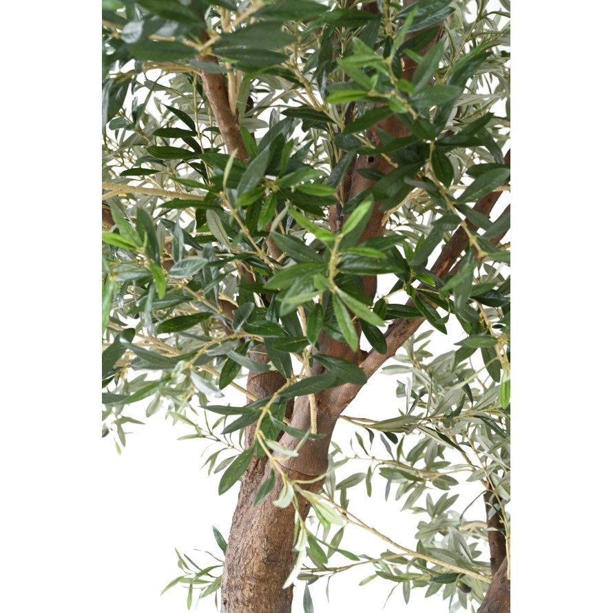 OLIVE TREE GIANT HEAD 2T 350