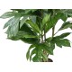 ARTOCARPUS ALTILIS (breadfruit)