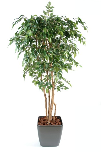 FICUS MULTITREE NATASJA