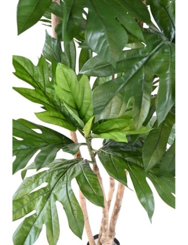 ARTOCARPUS ALTILIS Multi-trunked (breadfruit)
