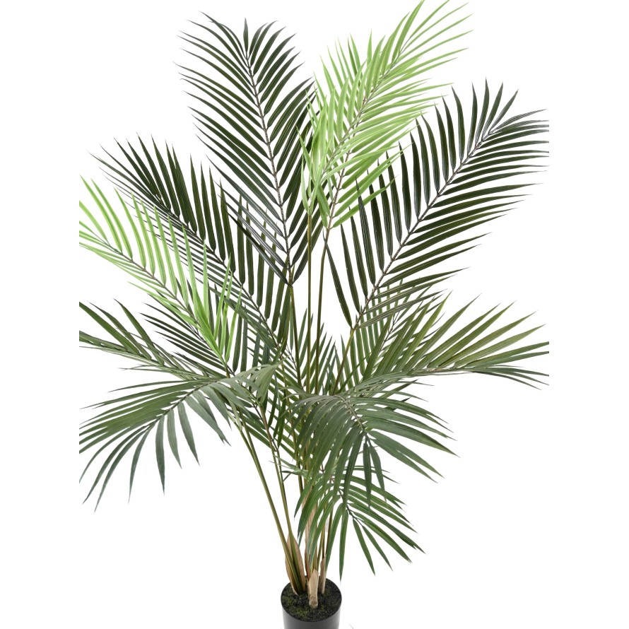 ARECA PLAST