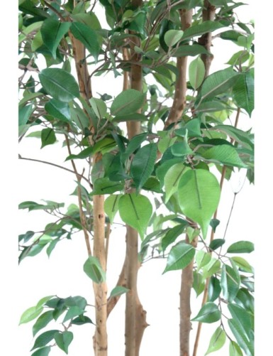 FICUS MULTITREE NATASJA