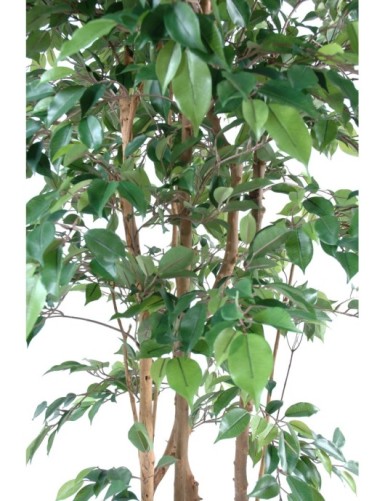 FICUS MULTITREE NATASJA