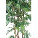 FICUS MULTITREE NATASJA