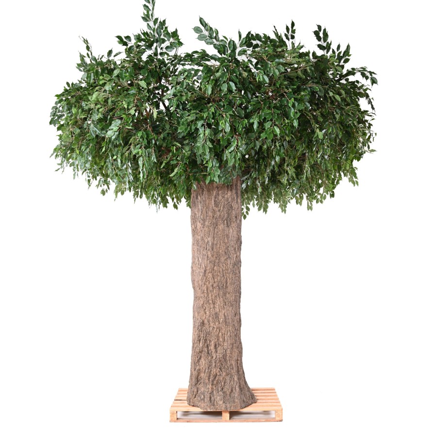 FICUS GEANT TRONC 2 PARTIES (Cache Poteau)