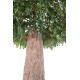 FICUS GEANT TRONC 2 PARTIES (Cache Poteau)