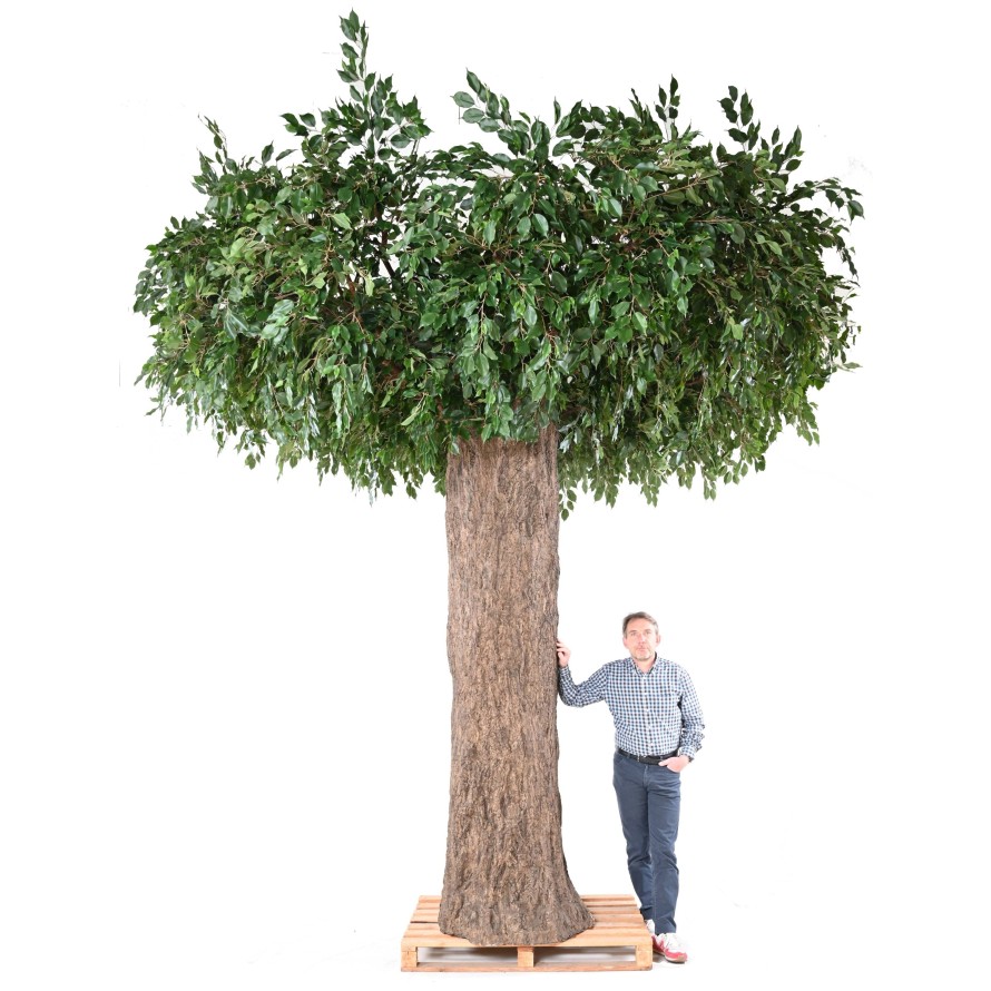 FICUS GEANT TRONC 2 PARTIES (Cache Poteau)