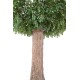 FICUS GEANT TRONC 2 PARTIES (Cache Poteau)