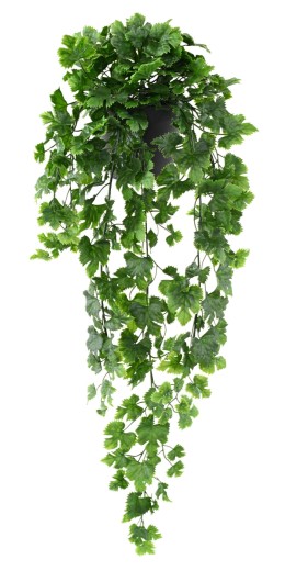 VIGNE CHUTE 68 POT