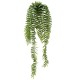 FERN CHUTE 75 POT