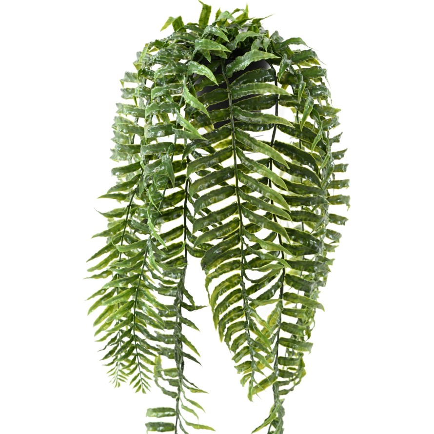 FERN CHUTE 75 POT