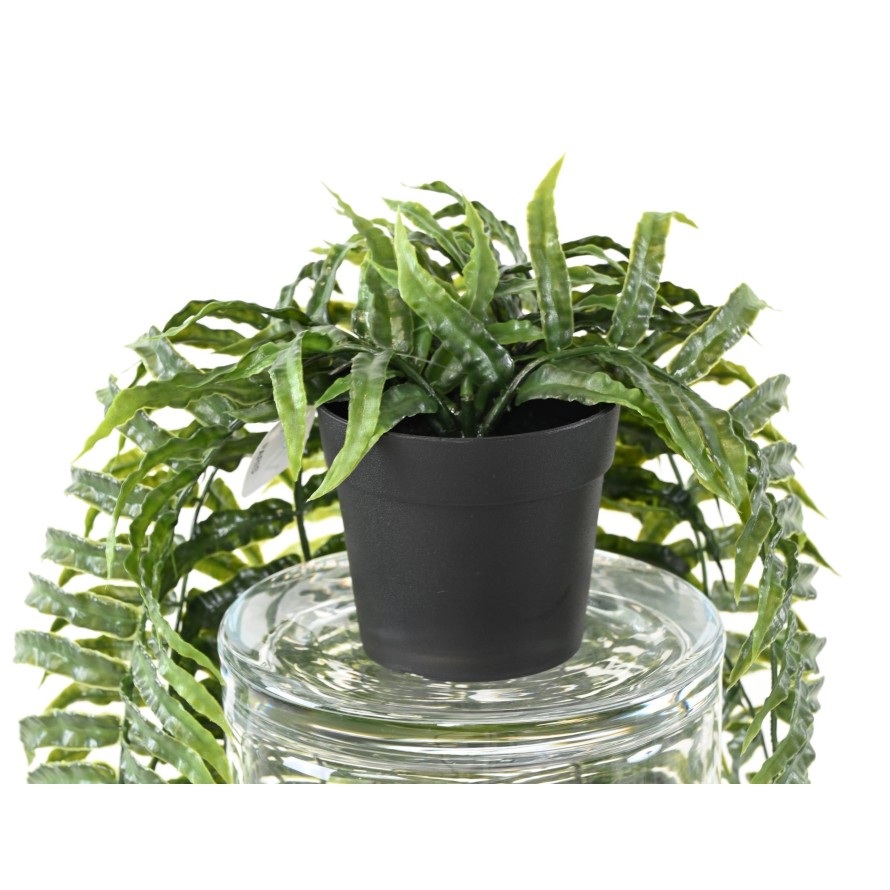 FERN CHUTE 75 POT