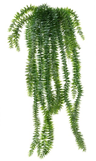 LYCOPODIUM CHUTE 70 POT