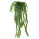 LYCOPODIUM CHUTE 70 POT