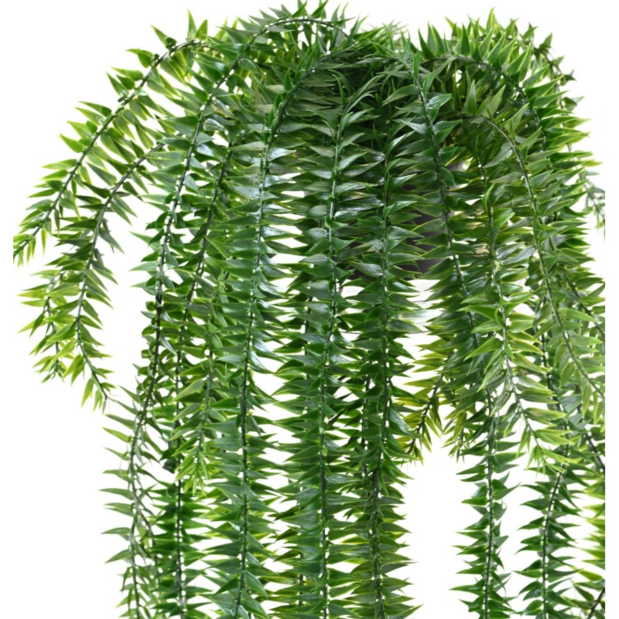 LYCOPODIUM CHUTE 70 POT