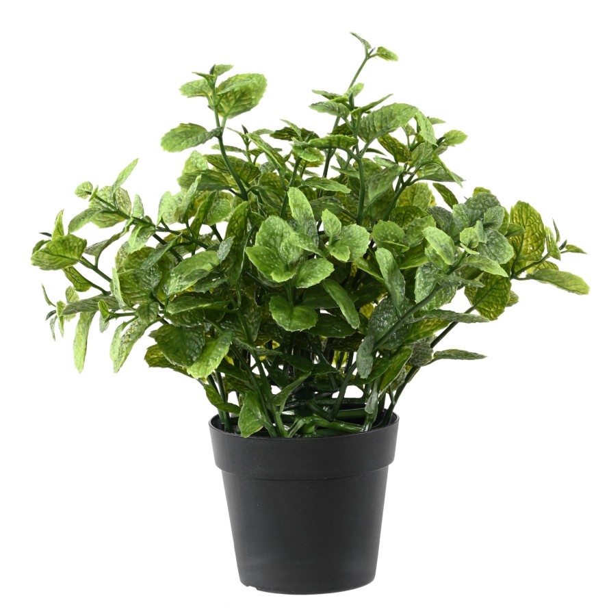 MINT 25 POT