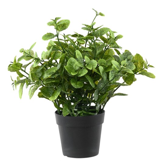 MINT 25 POT