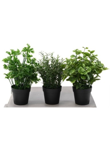 MENTHE 25 POT