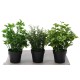 MENTHE 25 POT