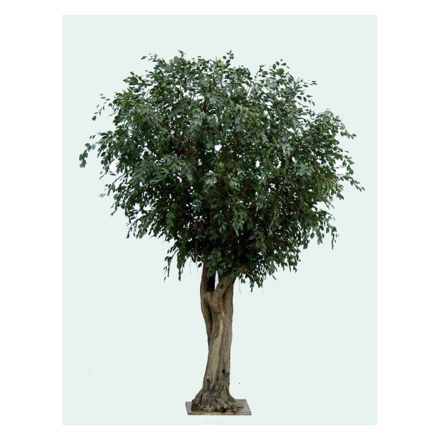 FICUS GEANT TREE