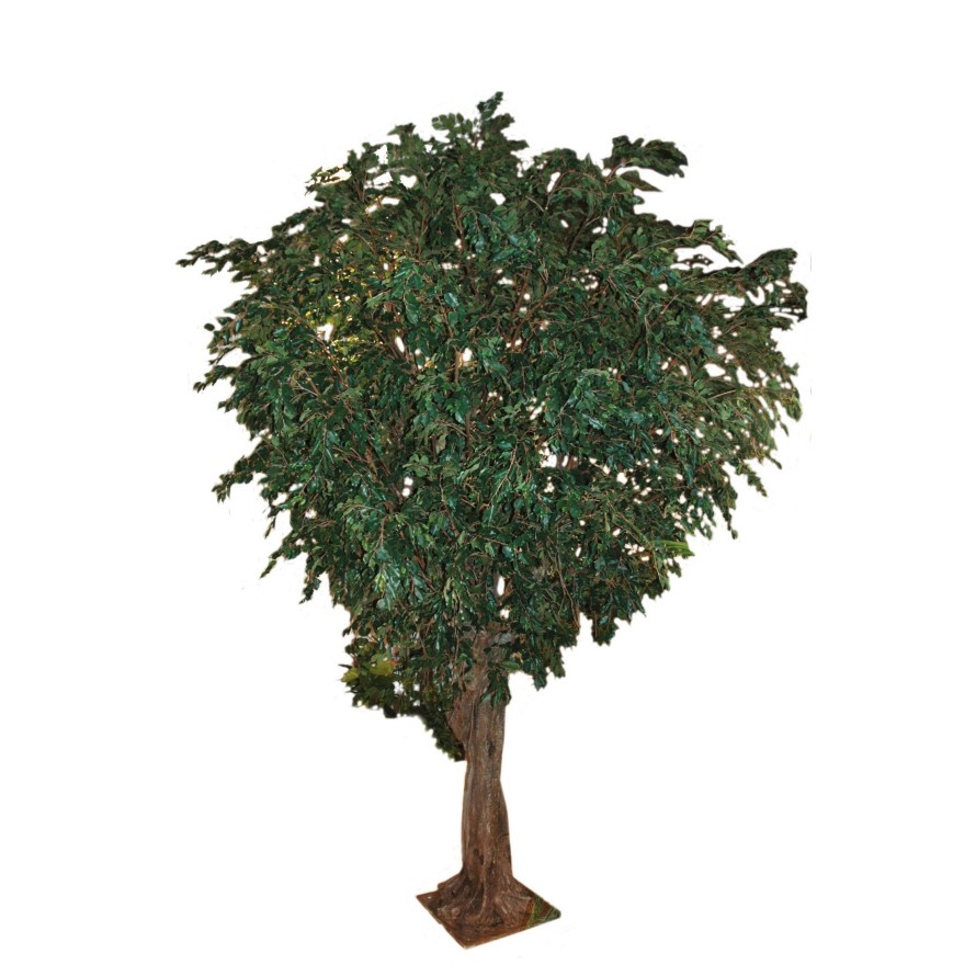 FICUS GEANT TREE