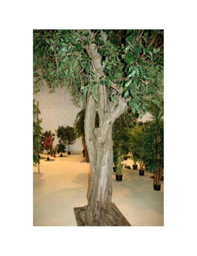 FICUS GEANT TREE