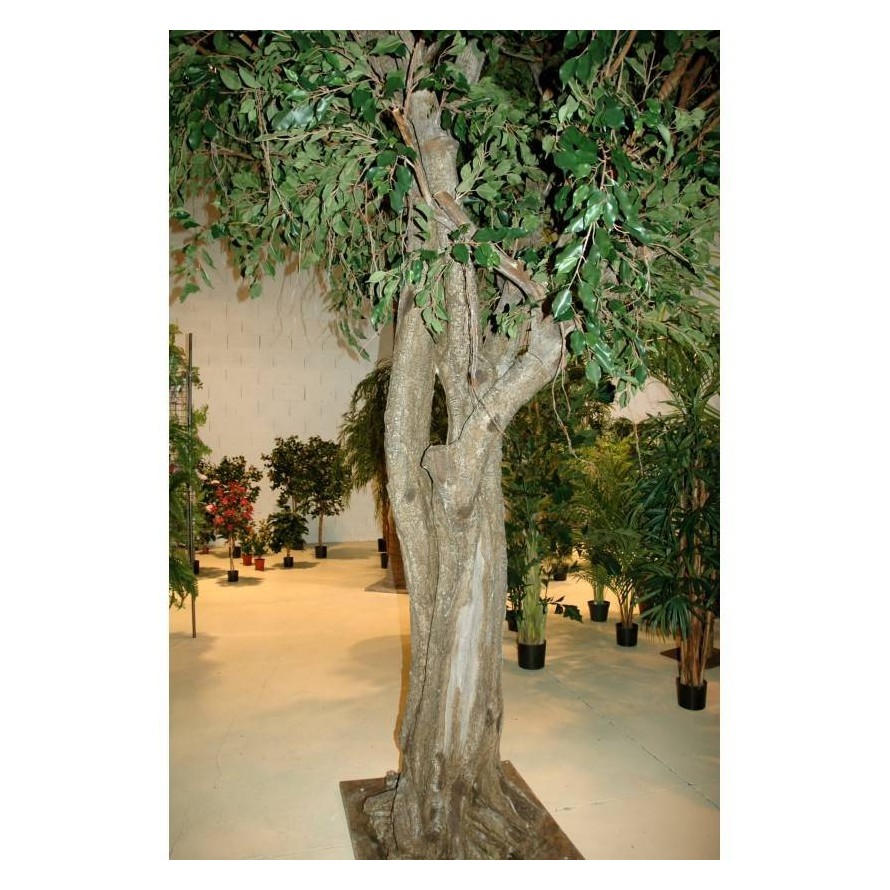 FICUS GEANT TREE