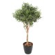 OLIVE TREE TOPPING TREE