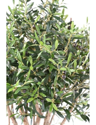 OLIVE TREE TOPPING TREE