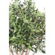 OLIVE TREE TOPPING TREE