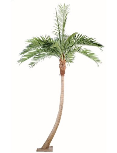 PALM TREE COCO CURVE NEW