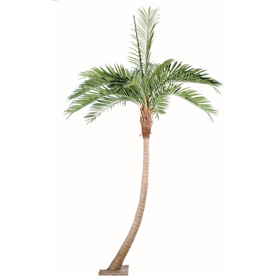 PALM TREE COCO CURVE NEW