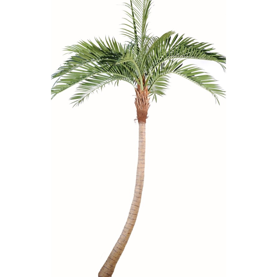 PALM TREE COCO CURVE NEW