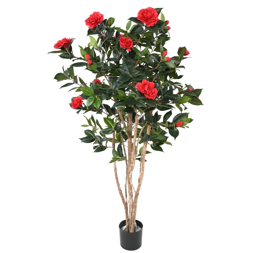 CAMELIA JAPONICA DOUBLE NEW