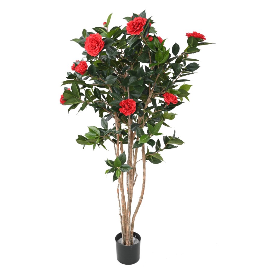 CAMELIA JAPONICA DOUBLE NEW