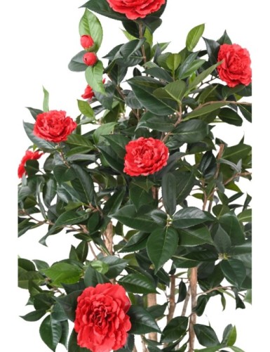 CAMELIA JAPONICA DOUBLE NEW