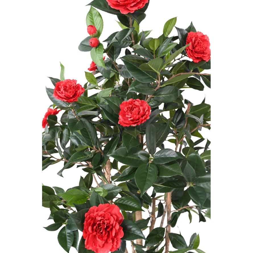 CAMELIA JAPONICA DOUBLE NEW